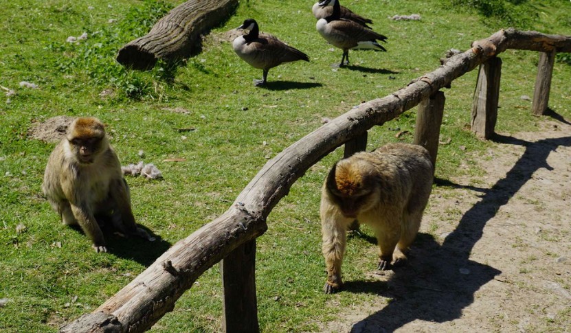 Apen- en vogelpark Eckenhagen, dagje uit Bergisches Land