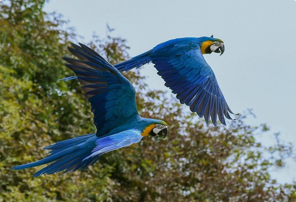 Apen- en vogelpark Eckenhagen, uitje met de hond