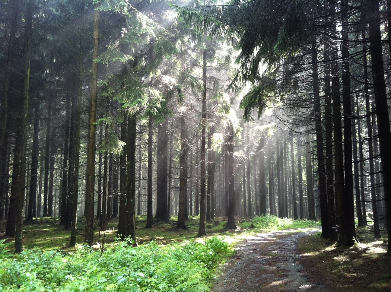 Bospad hondenwandeling Bergisches Land