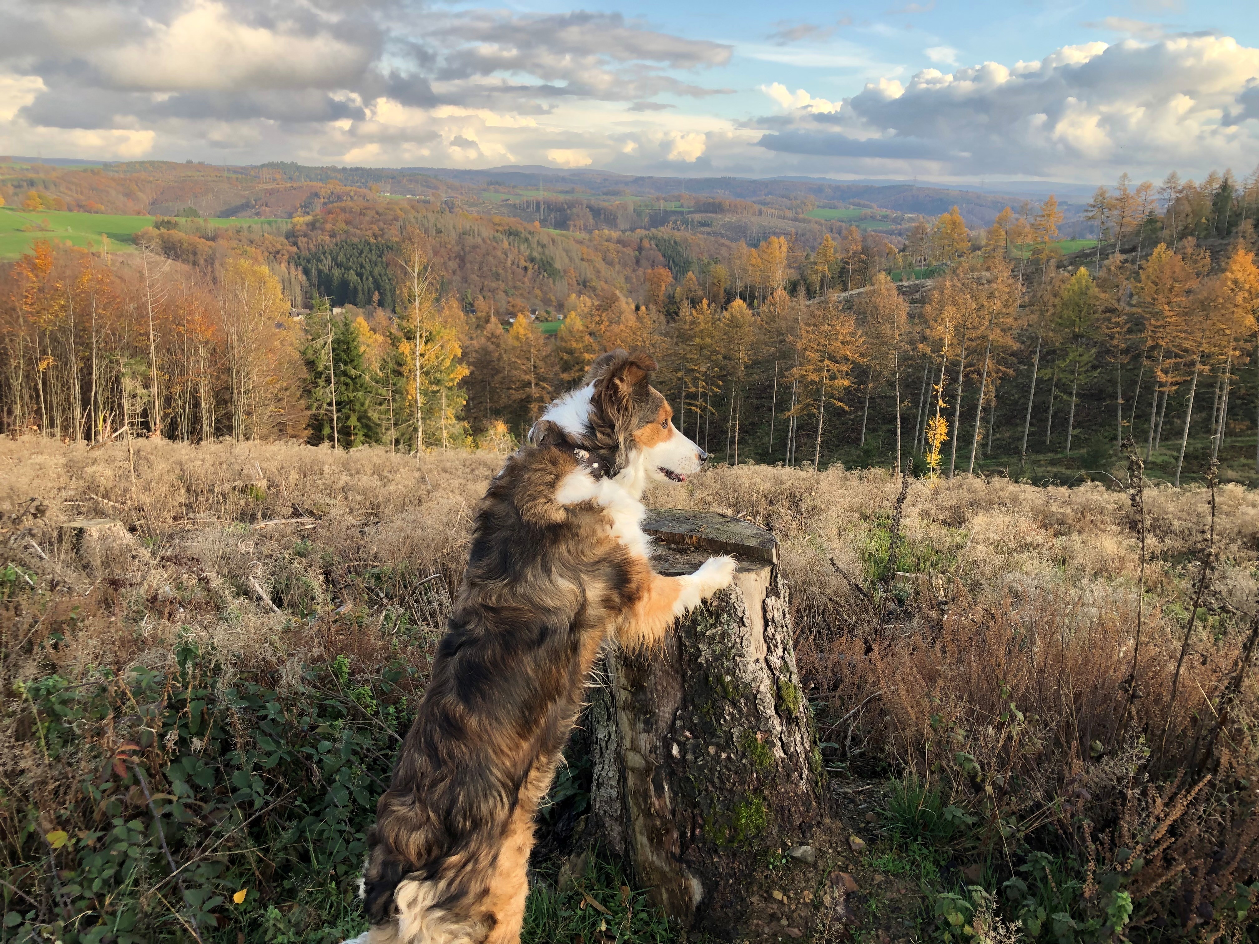 Hond op vakantie in Bergisches Land