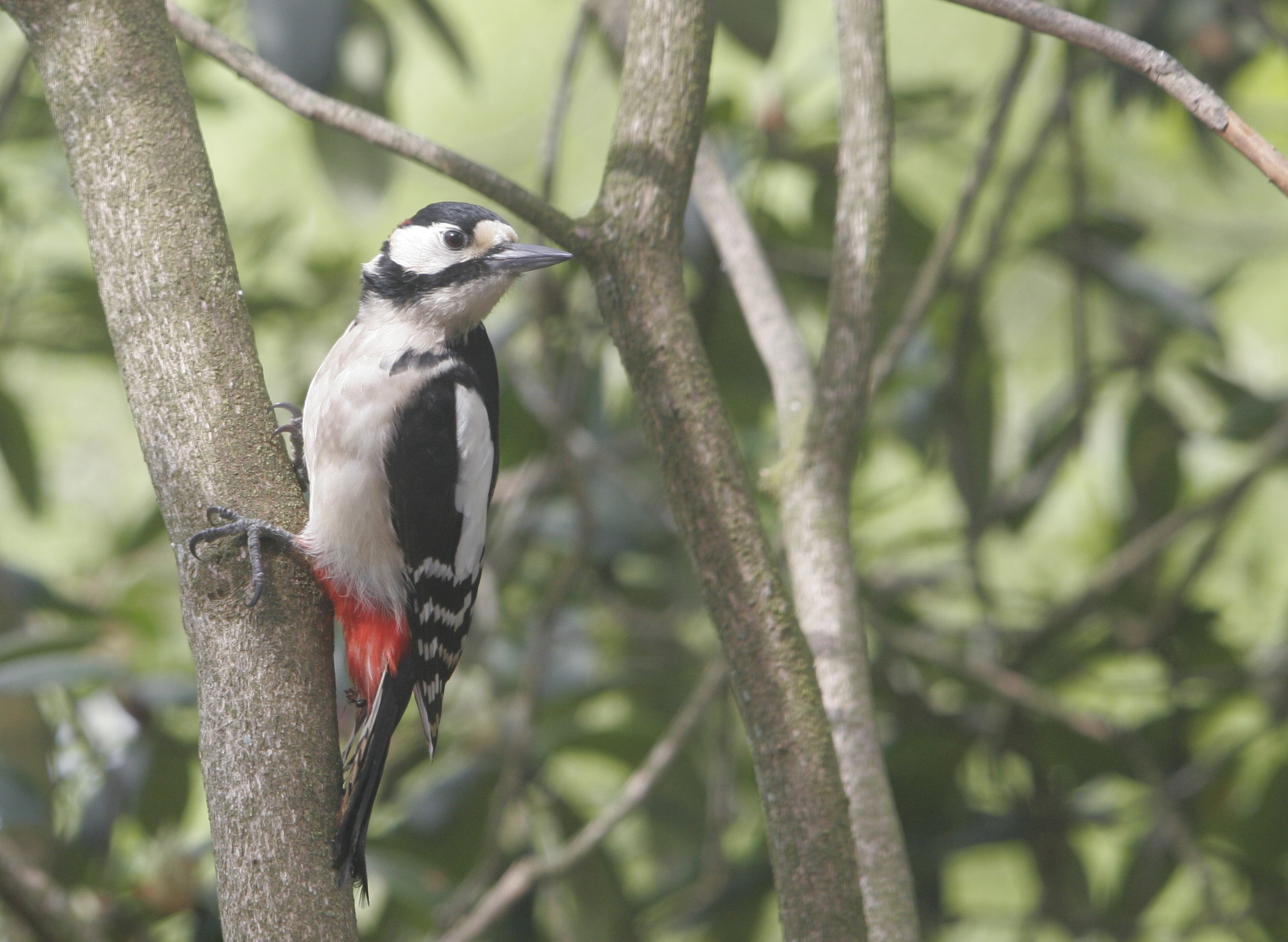 Natuur in de tuin, hond mag los, Morsbach