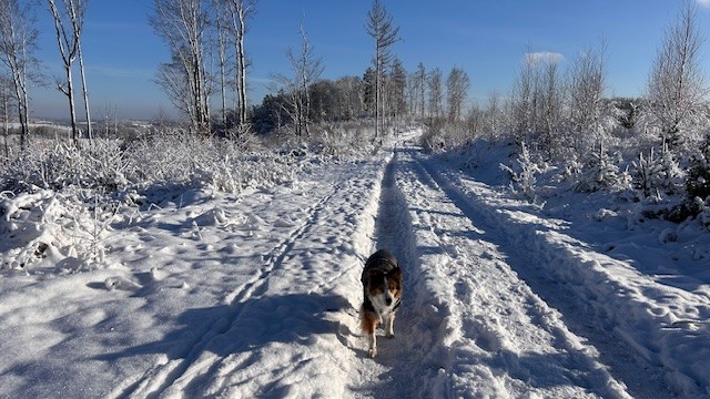 Wandelen met hond in de sneeuw, Bergisches Land Duitsland